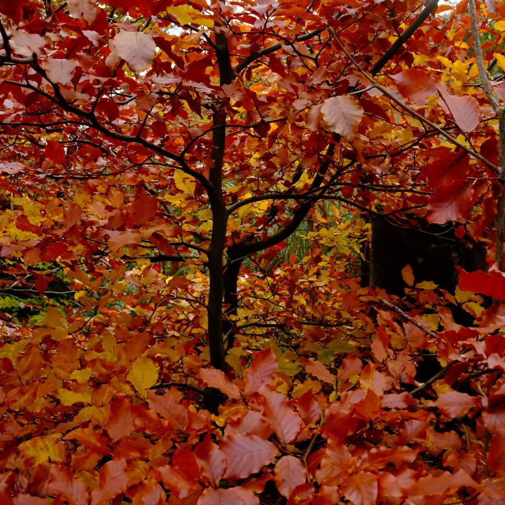 DSCF1531.JPG