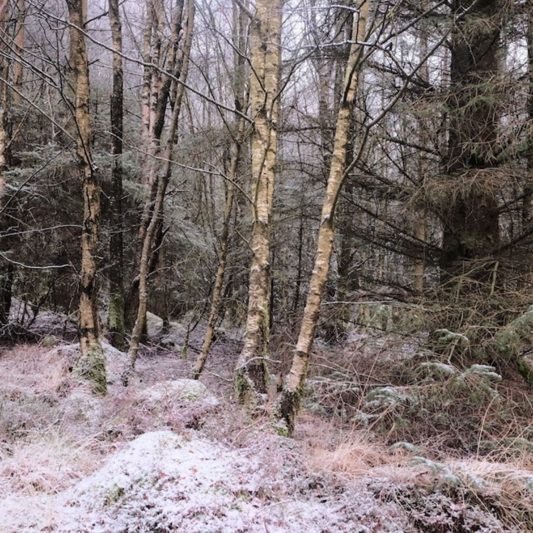 To walk into nature.jpg