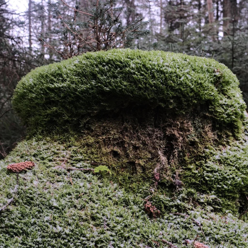 Awareness of the Woodland 