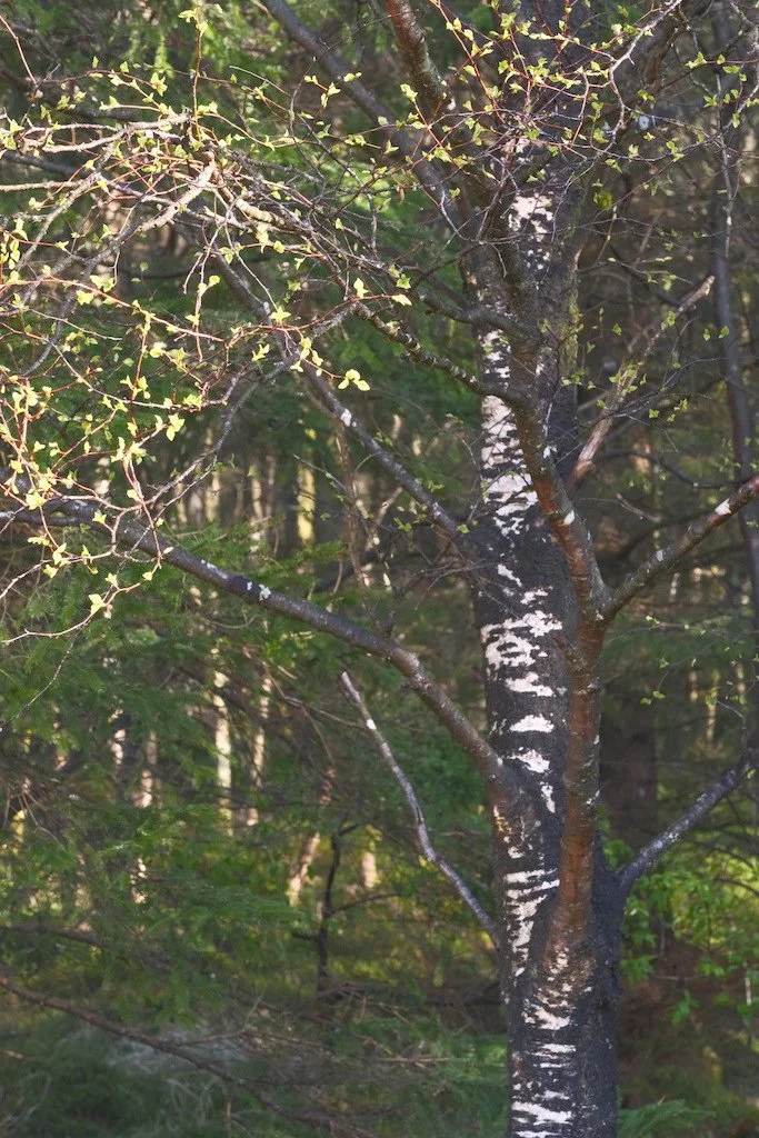 DSCF3082.JPG