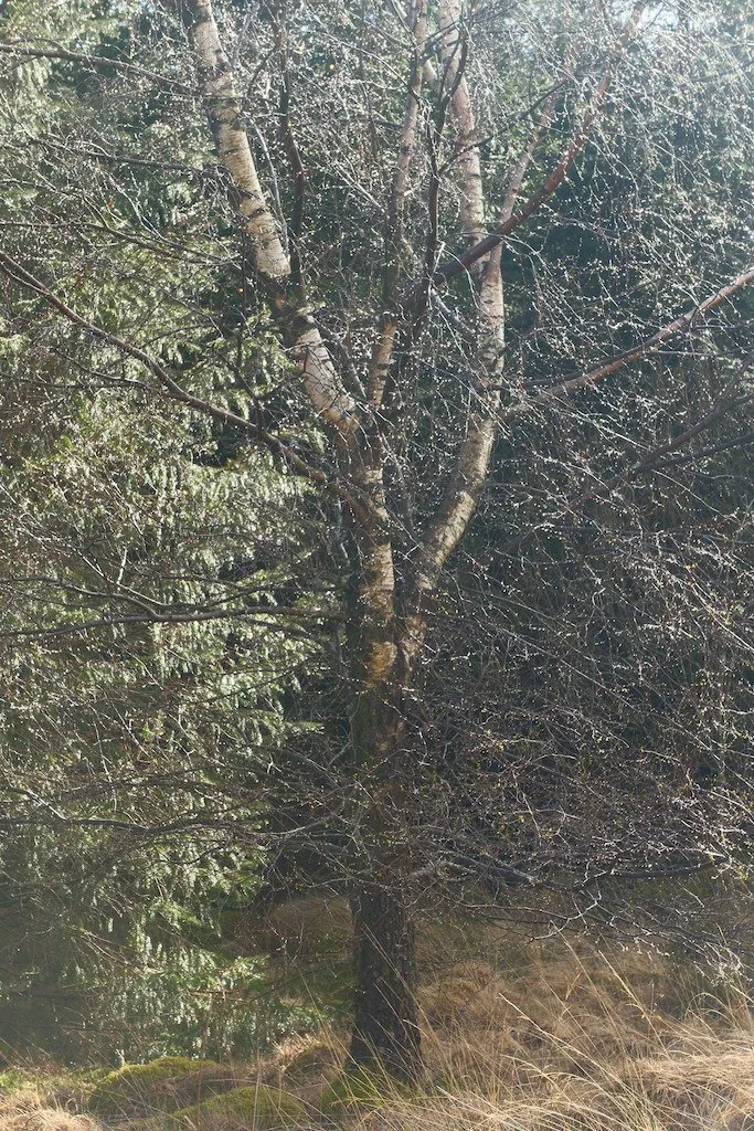 DSCF3085.JPG