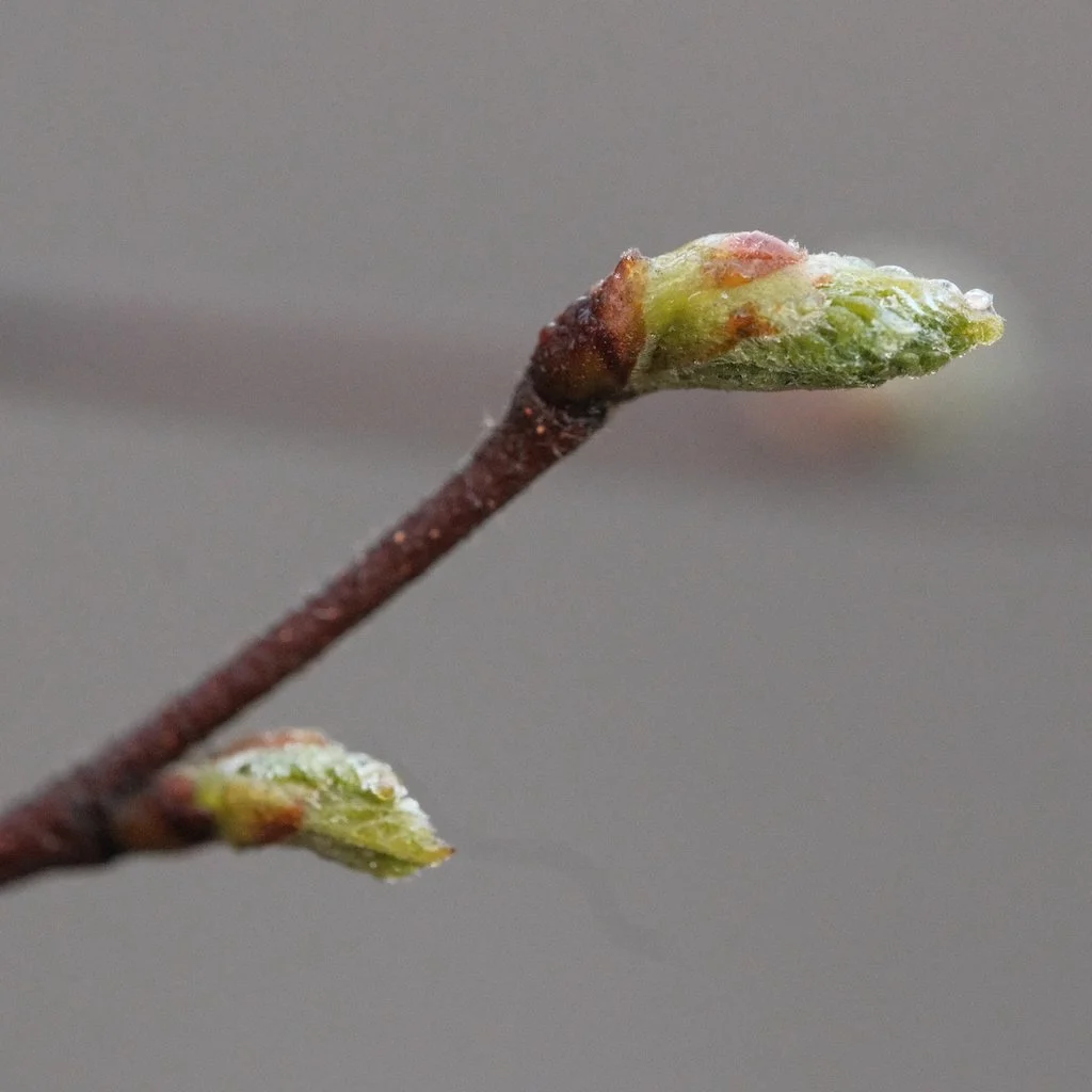 DSCF2994.JPG
