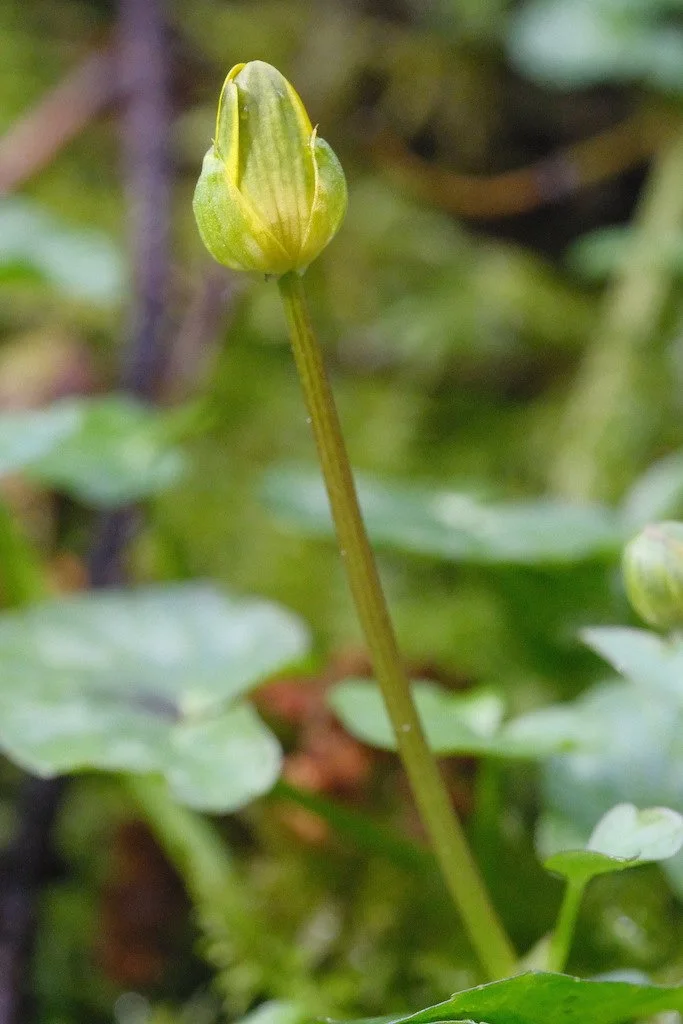 DSCF2908.JPG