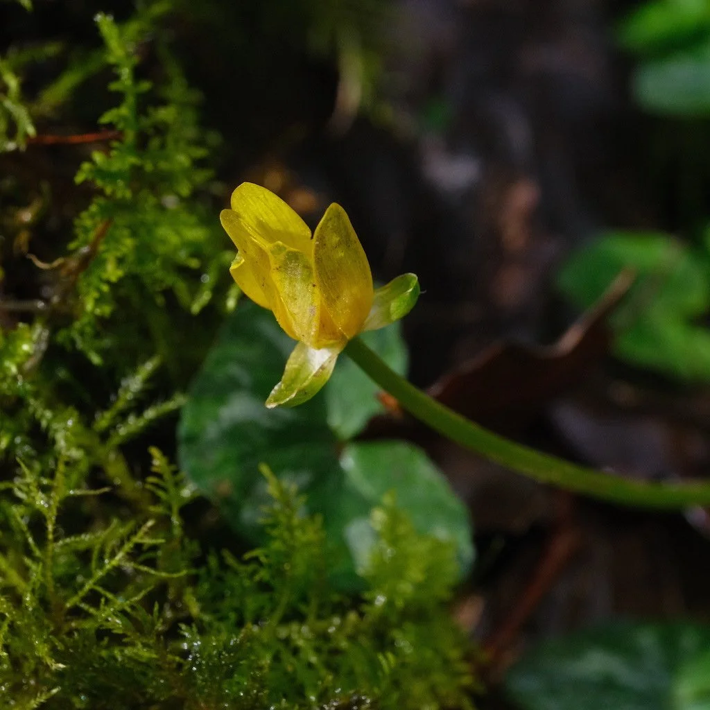 DSCF2909.JPG