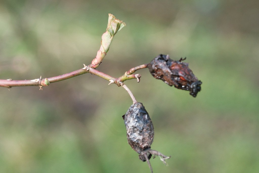 DSCF2935.JPG