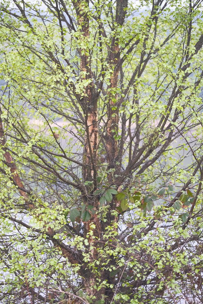 DSCF3205.JPG