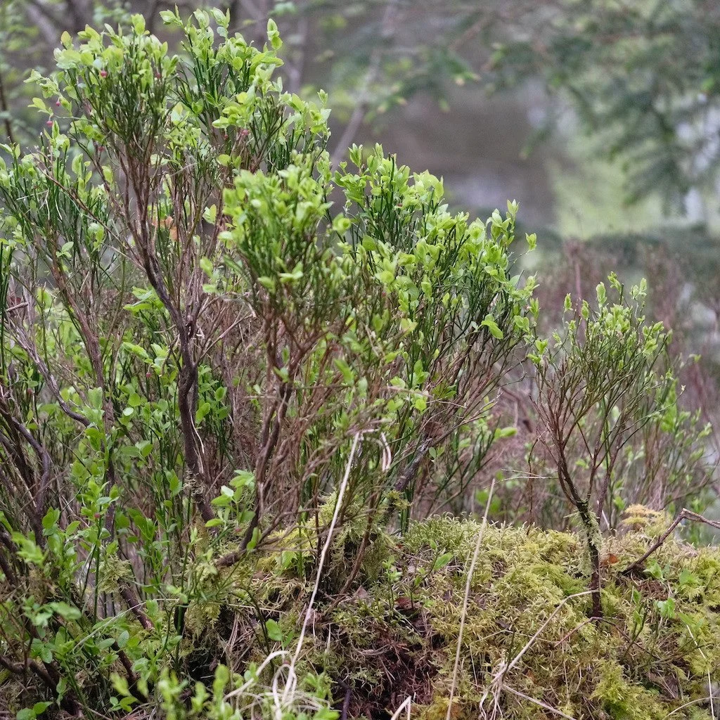 DSCF3230.JPG