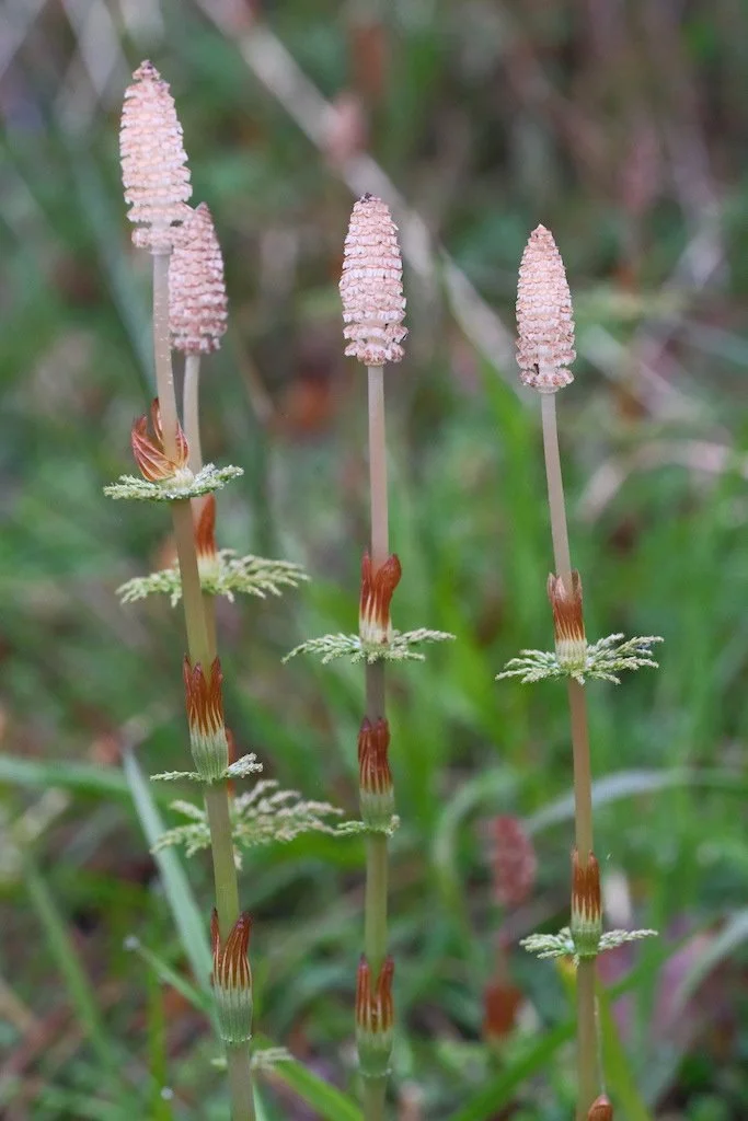 DSCF3196.JPG