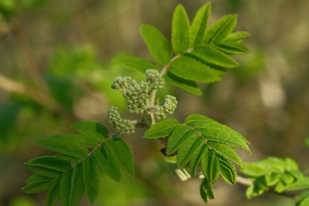 DSCF3119.JPG