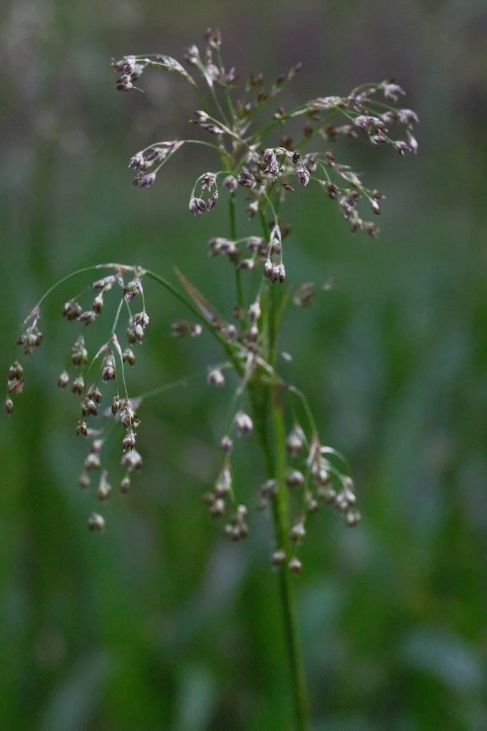 DSCF3106.JPG