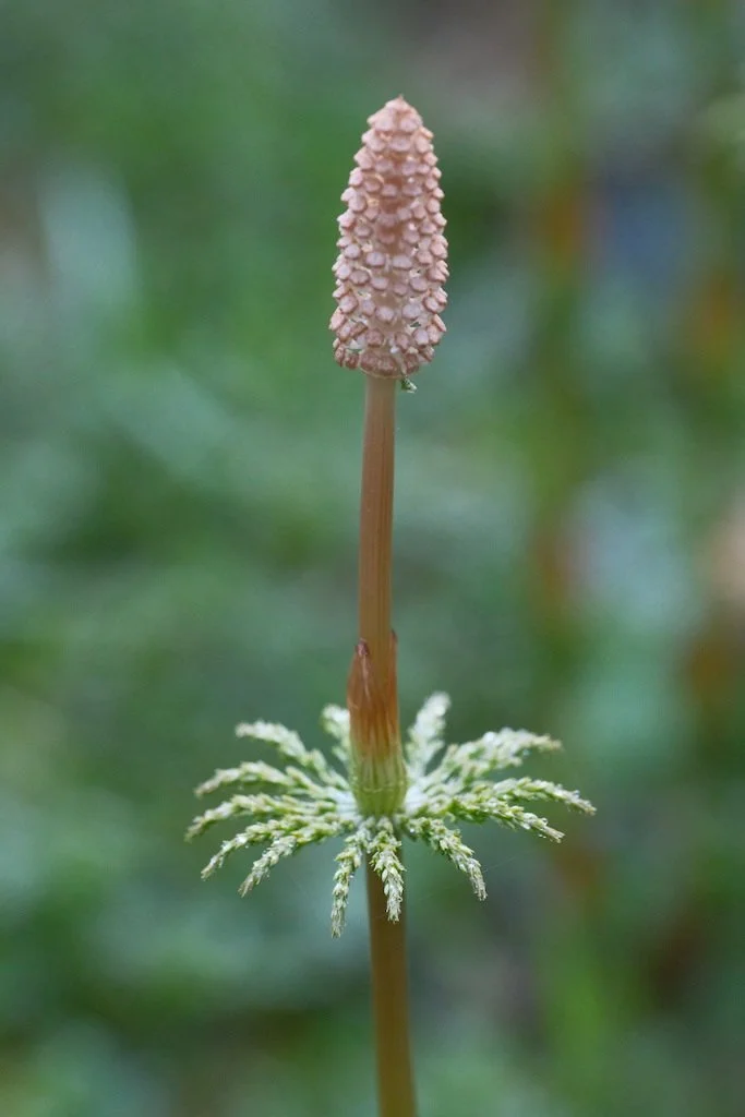 DSCF3113.JPG