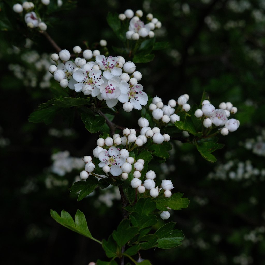 DSCF3346.JPG