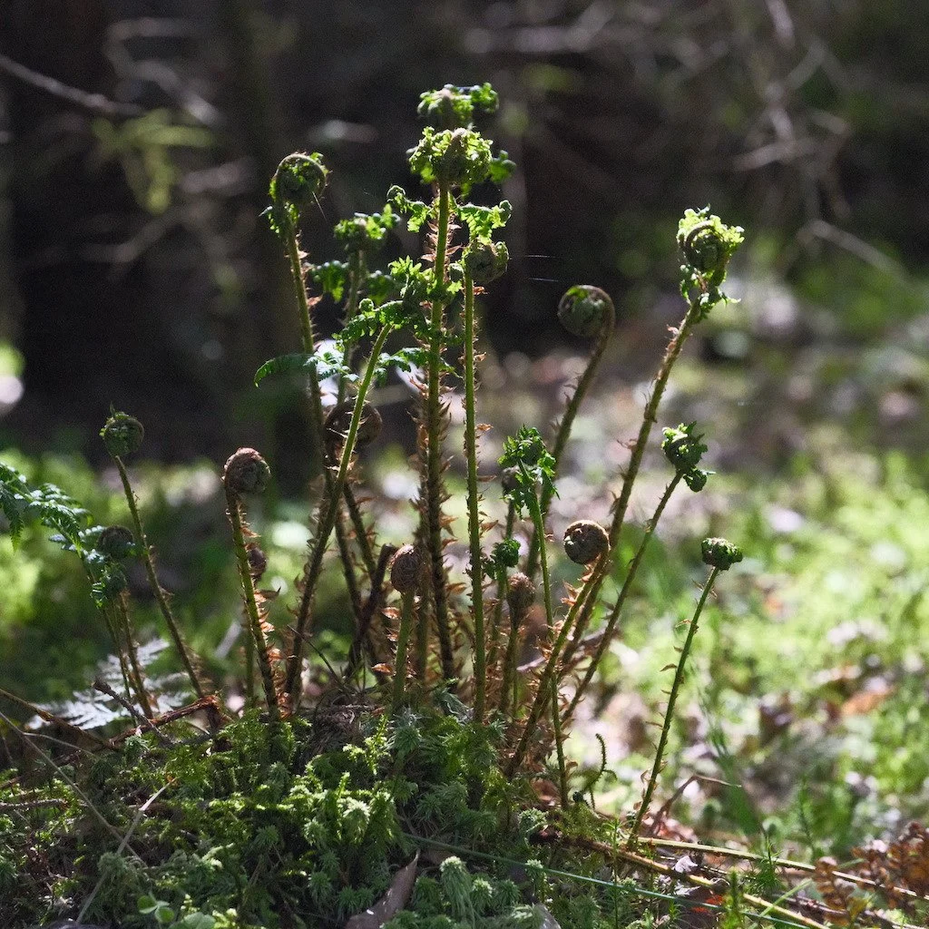 DSCF3186.JPG