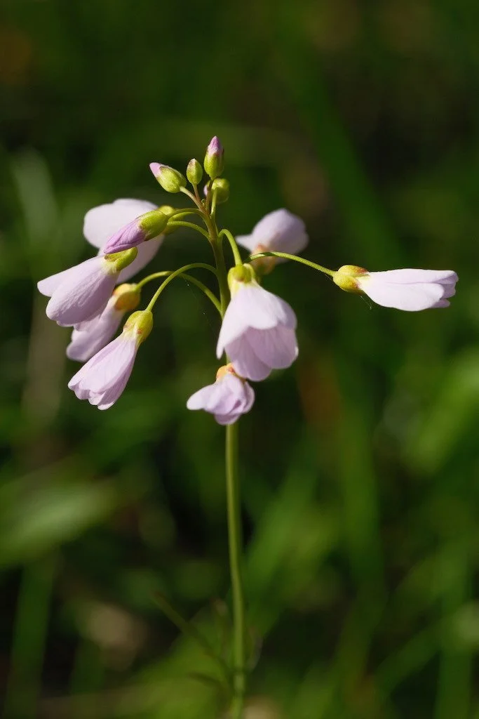DSCF3168.JPG