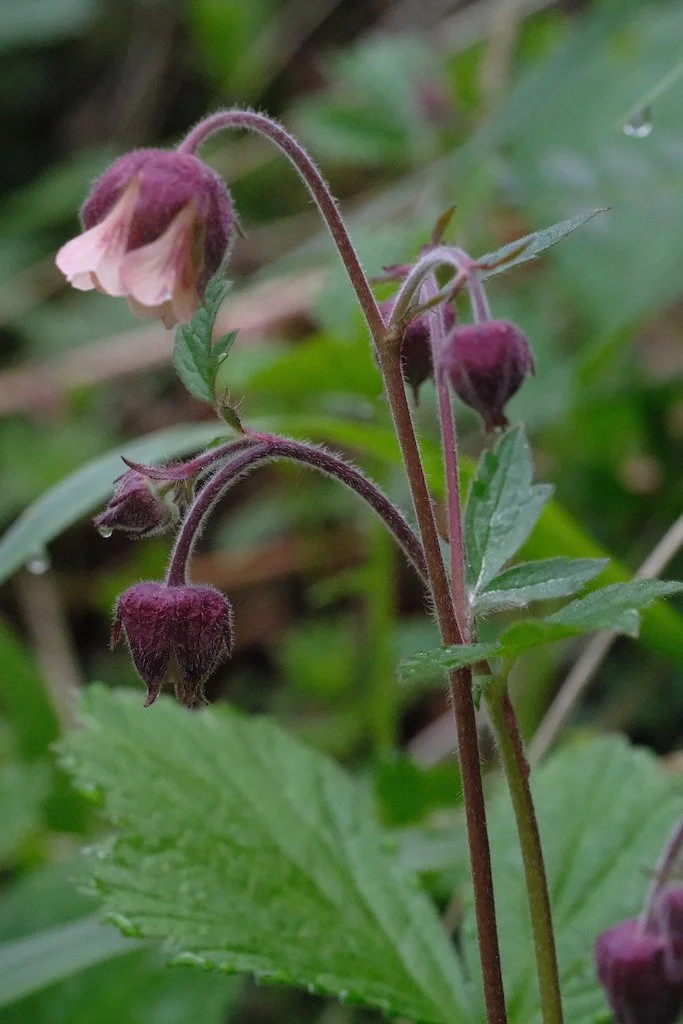 DSCF3288.JPG