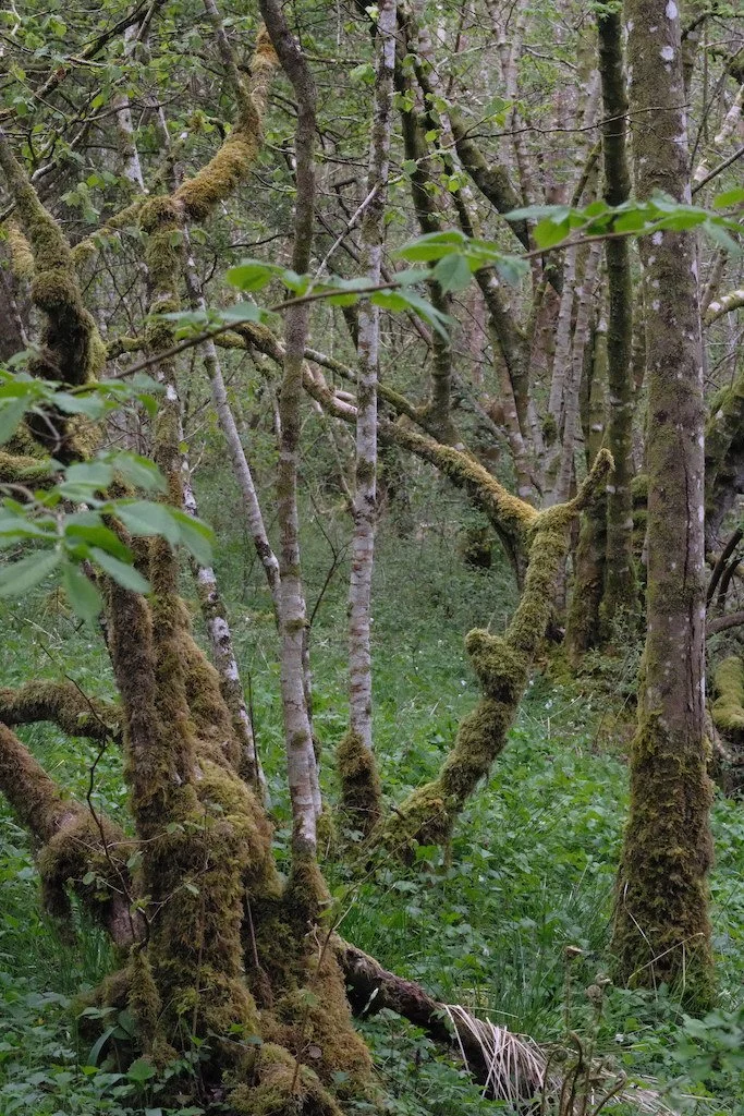 DSCF3295.JPG