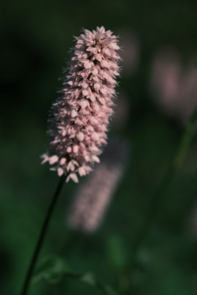 DSCF3399.JPG