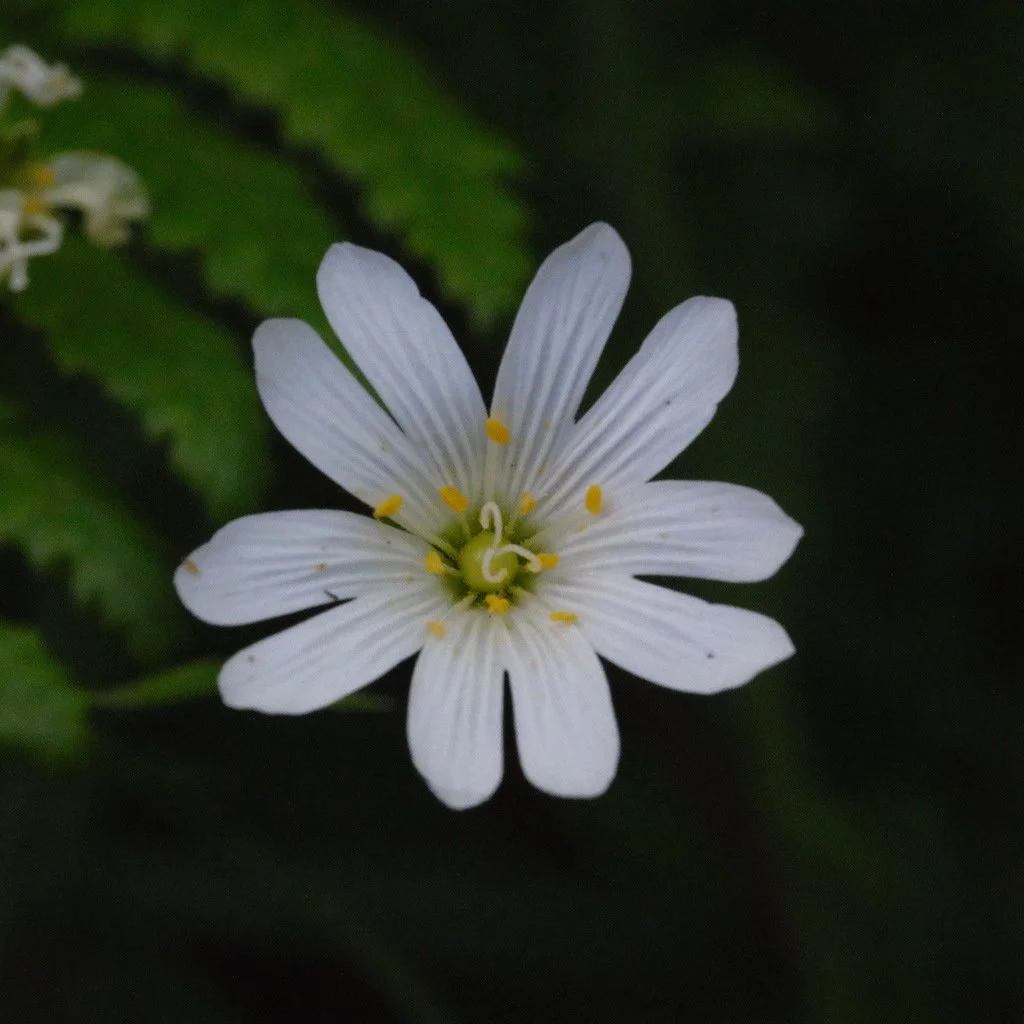 DSCF3594.JPG