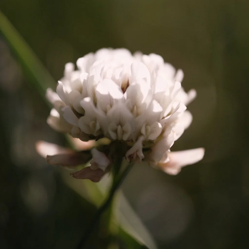 DSCF3633.JPG