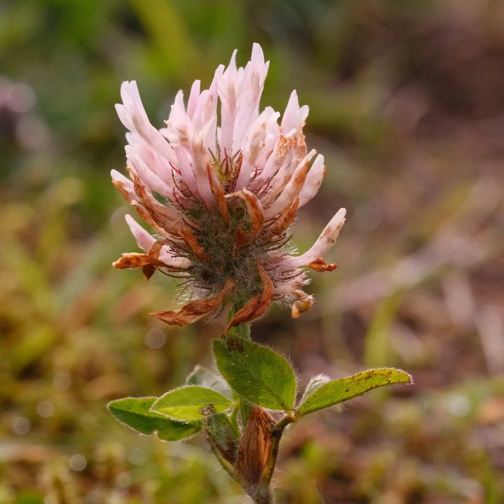 DSCF3674.JPG