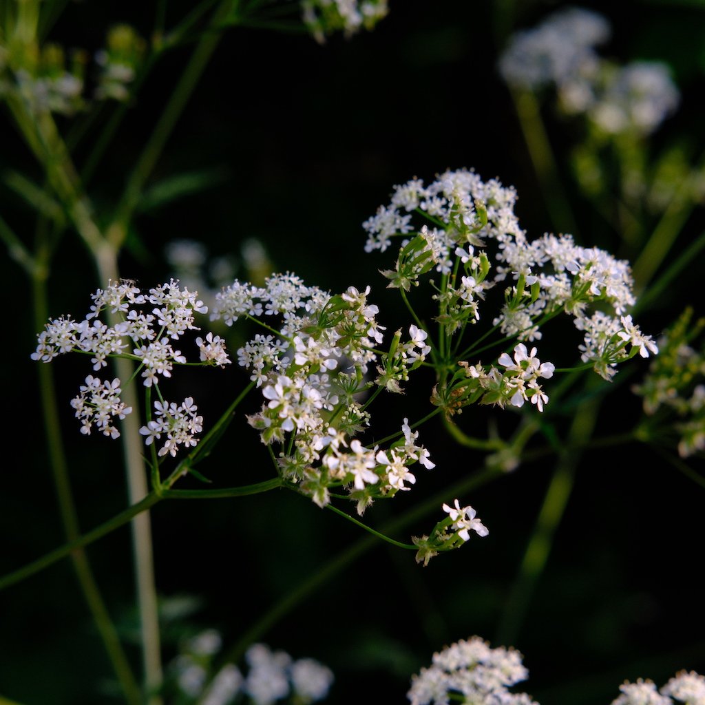 DSCF3536.JPG