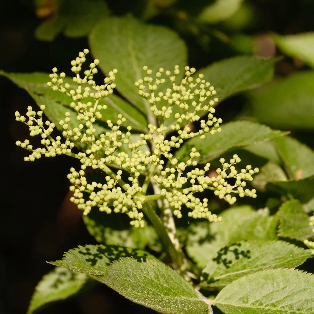 DSCF3627.JPG