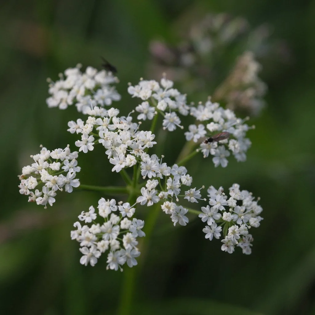 DSCF3426.JPG