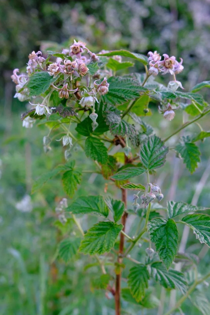 DSCF3545.JPG