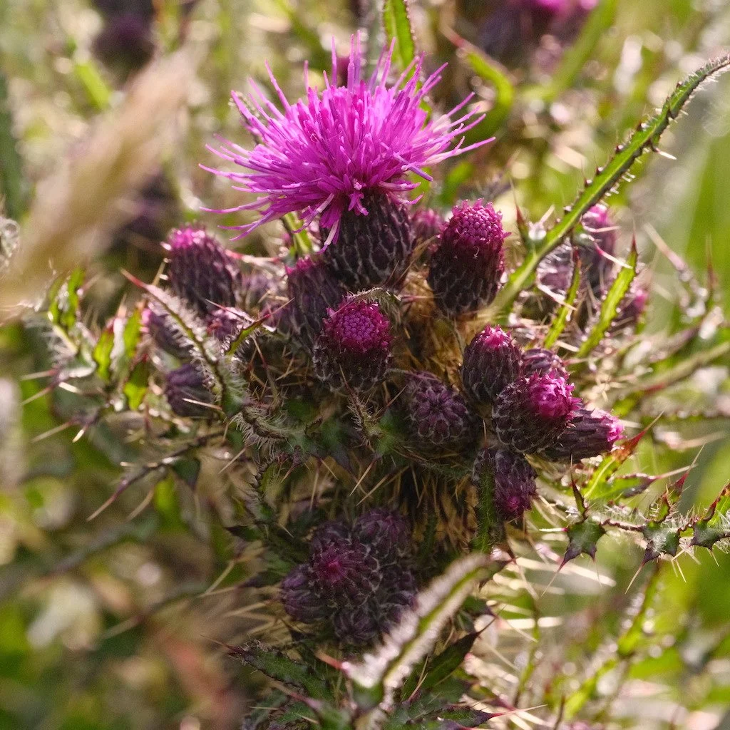 DSCF3673.JPG