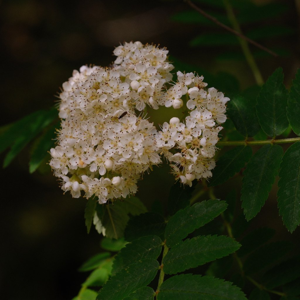 DSCF3753.JPG