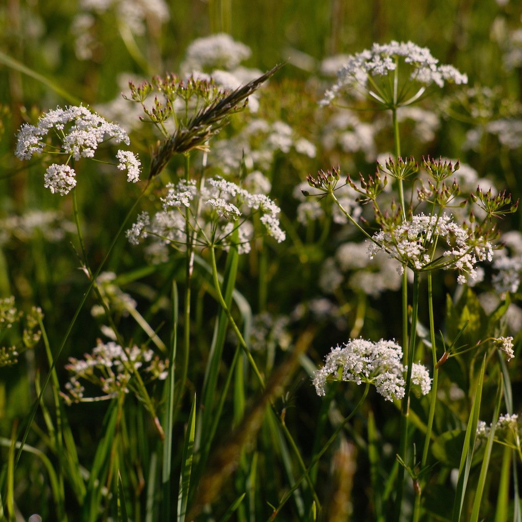 DSCF3713.JPG