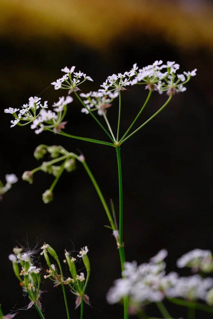 DSCF3507.JPG