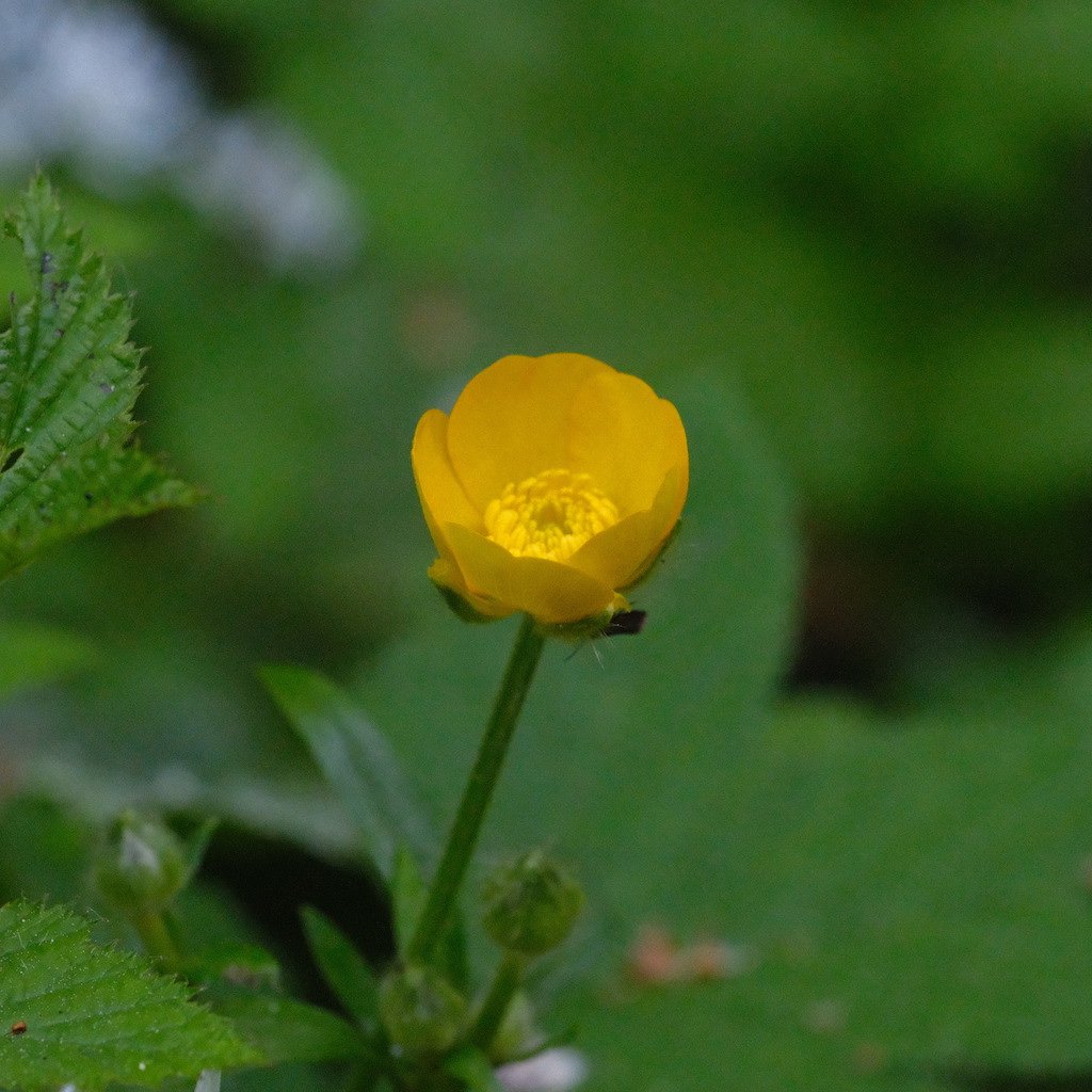 DSCF3584.JPG