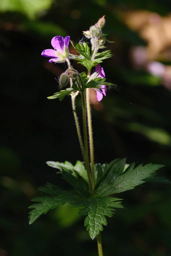 DSCF3610.JPG