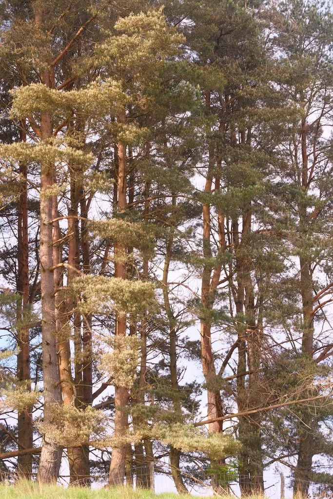 11th July 2026 