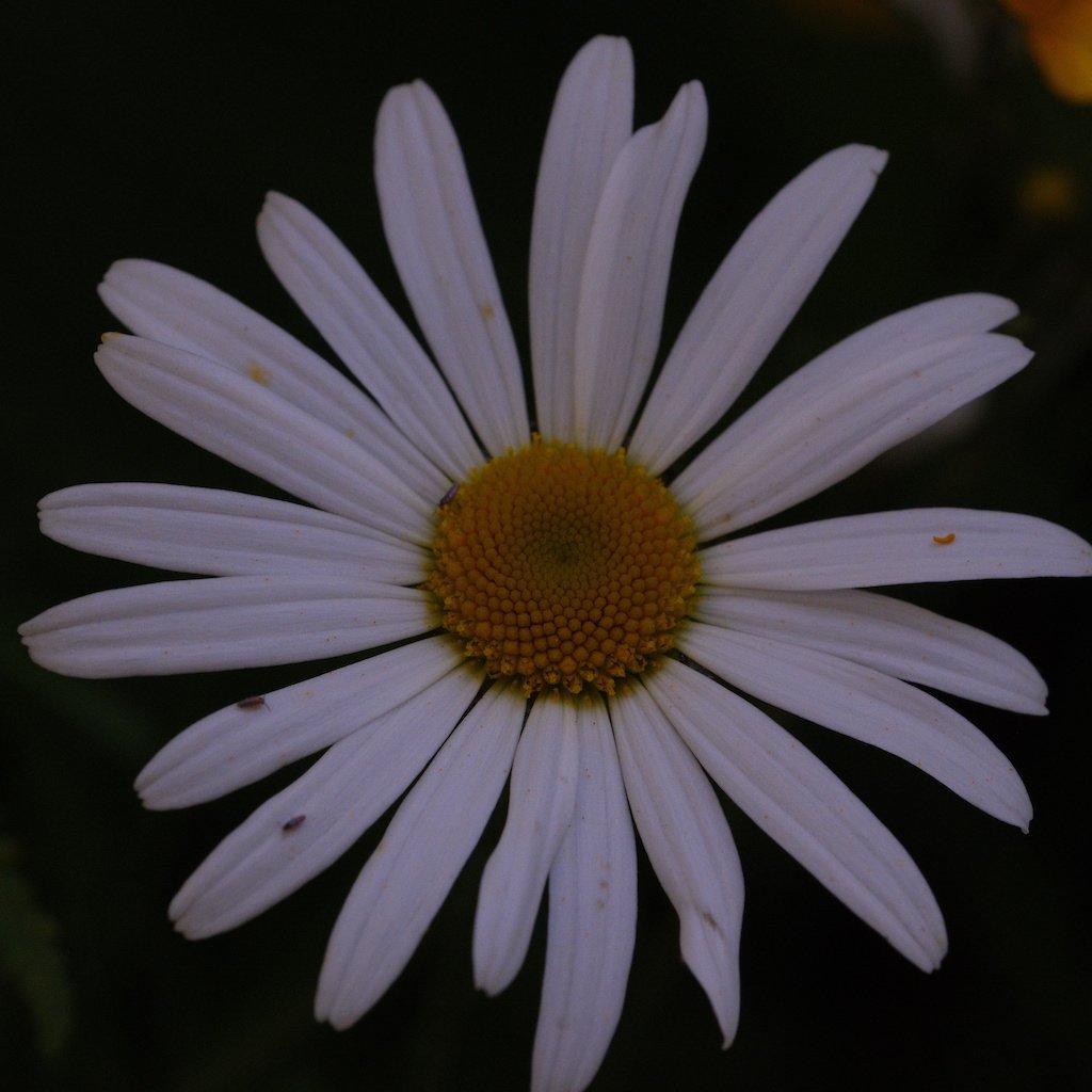 DSCF3832.JPG