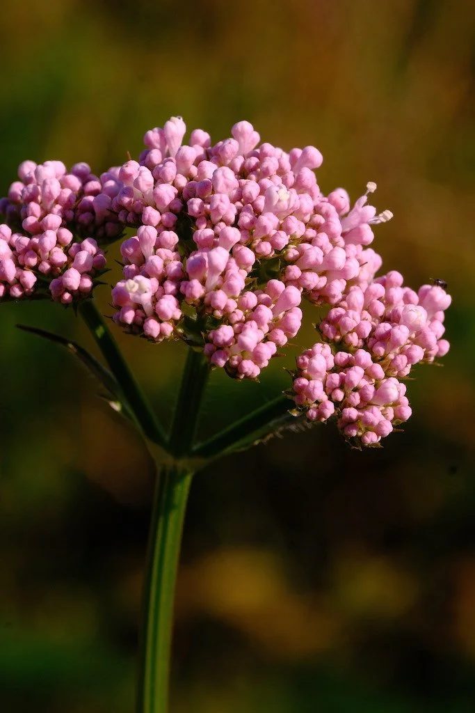 DSCF3864.JPG