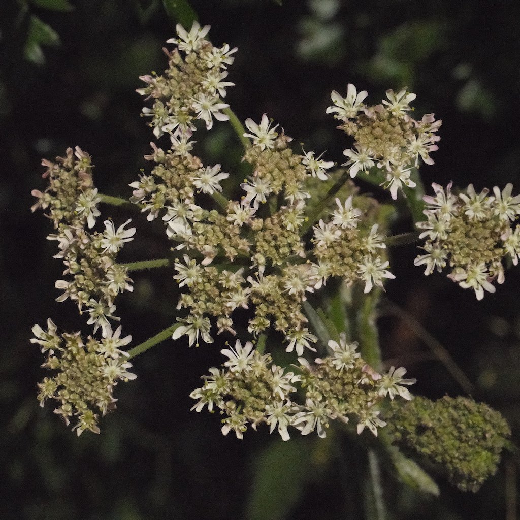 DSCF3993.JPG
