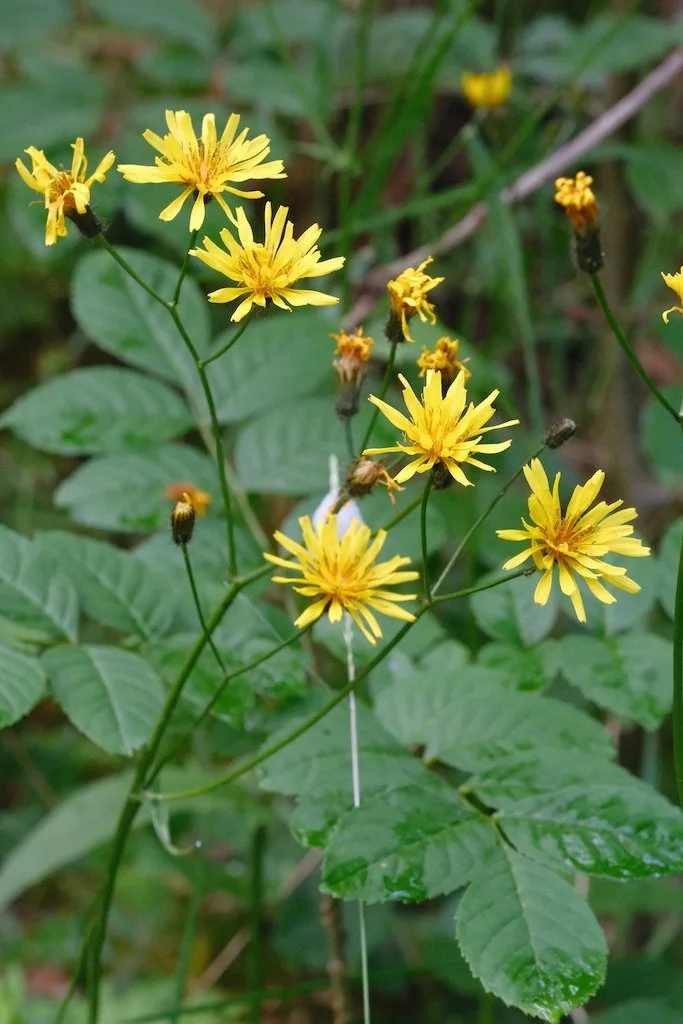 DSCF3978.JPG