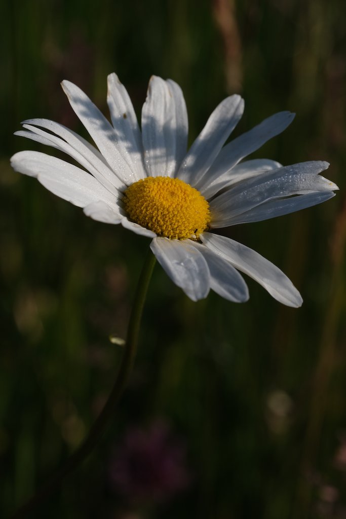 DSCF0026.JPG