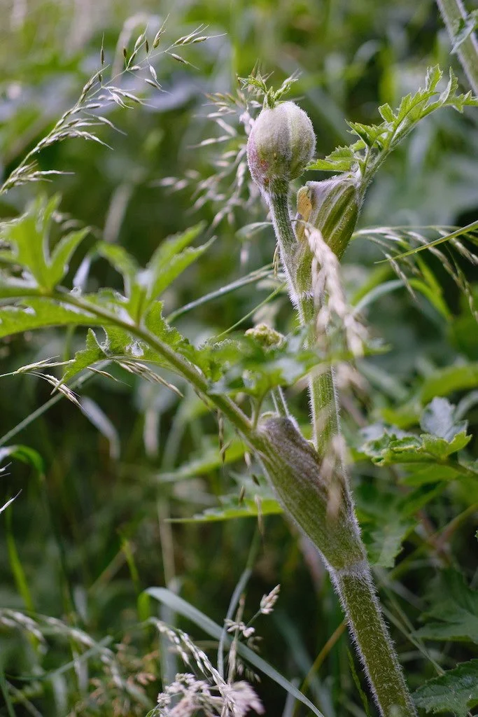 DSCF3933.JPG