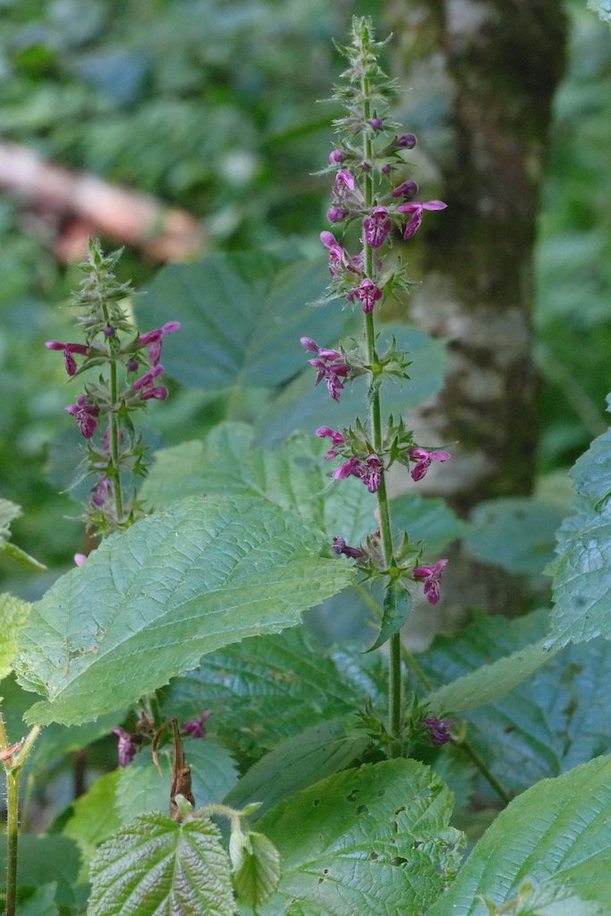 DSCF3986.JPG