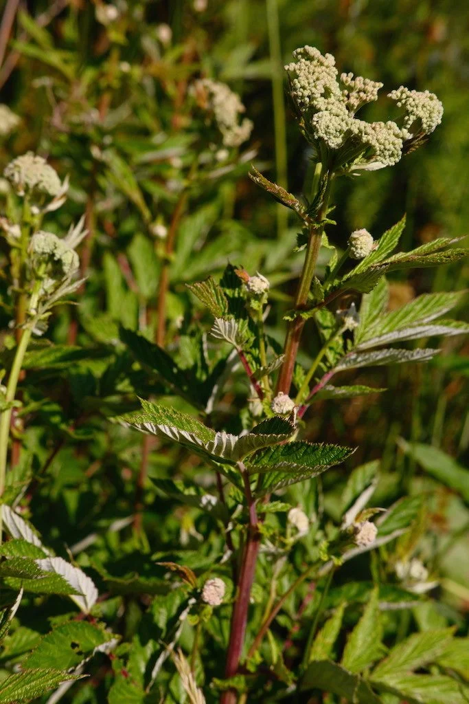 DSCF3901.JPG