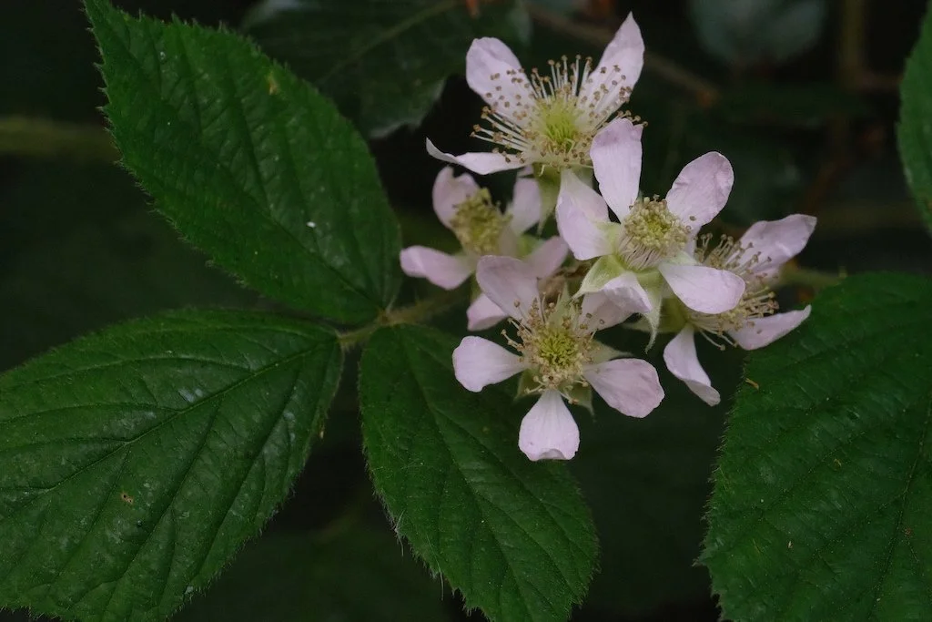 DSCF3977.JPG