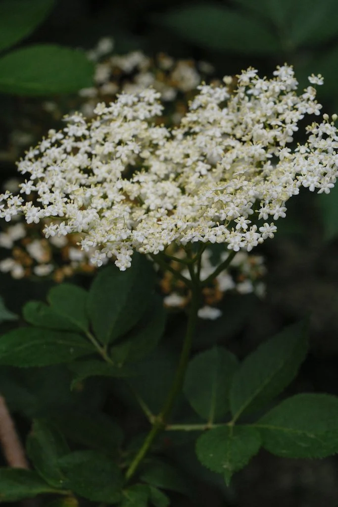 DSCF4006.JPG