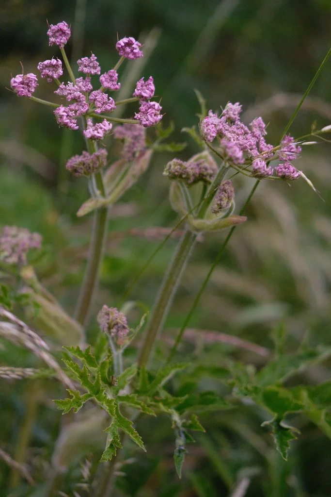 DSCF3925.JPG
