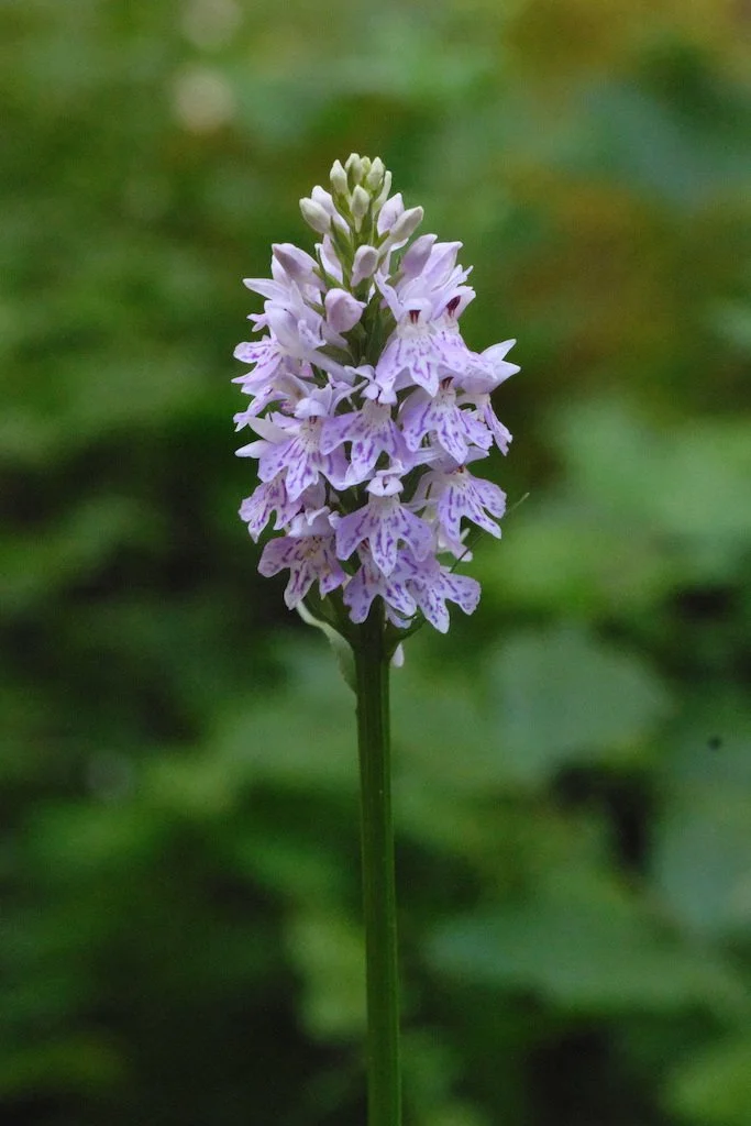 DSCF3984.JPG