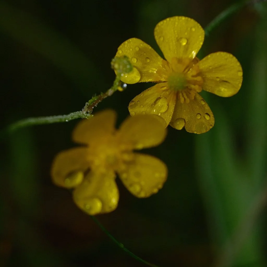 DSCF0237.JPG