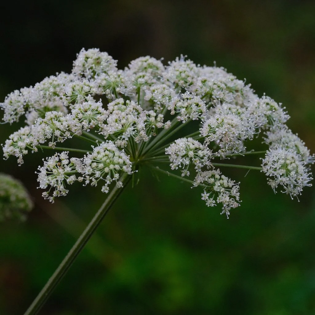 DSCF0211.JPG