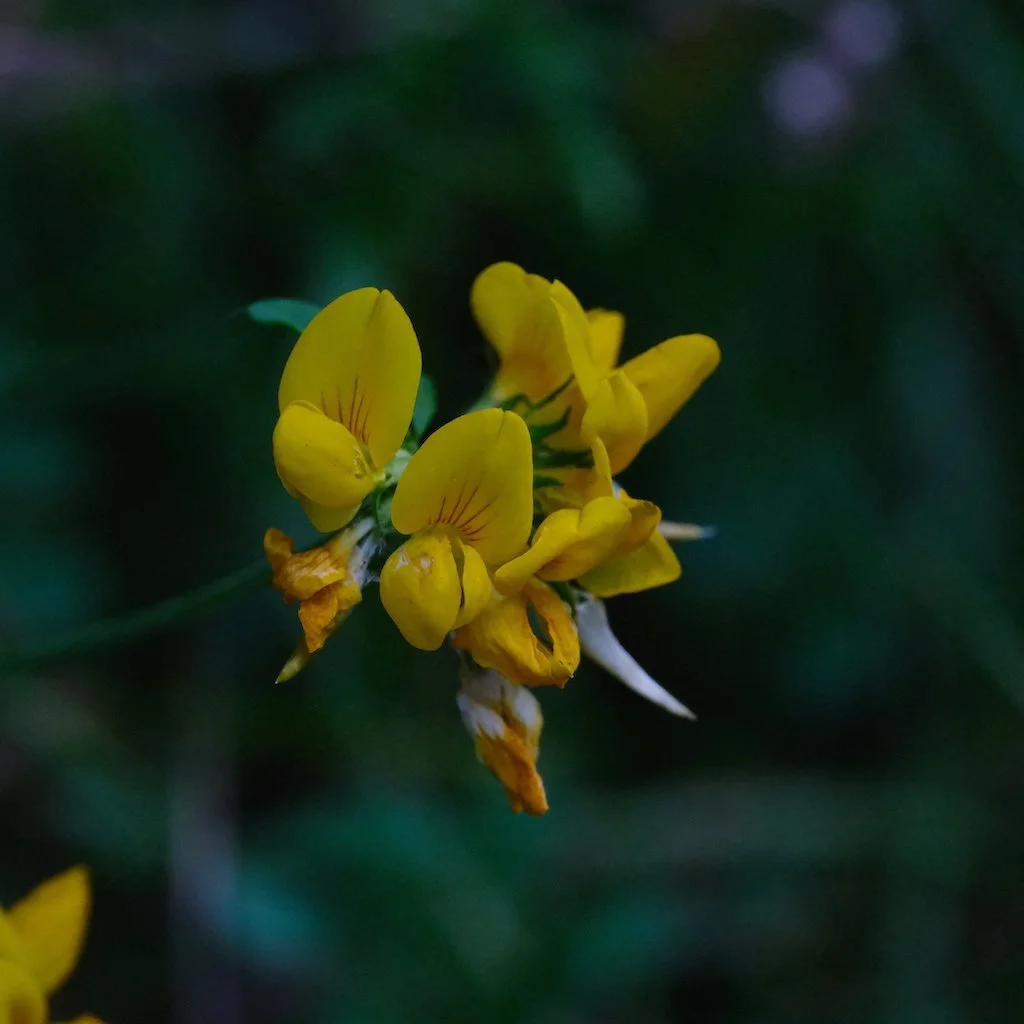 DSCF0325.JPG